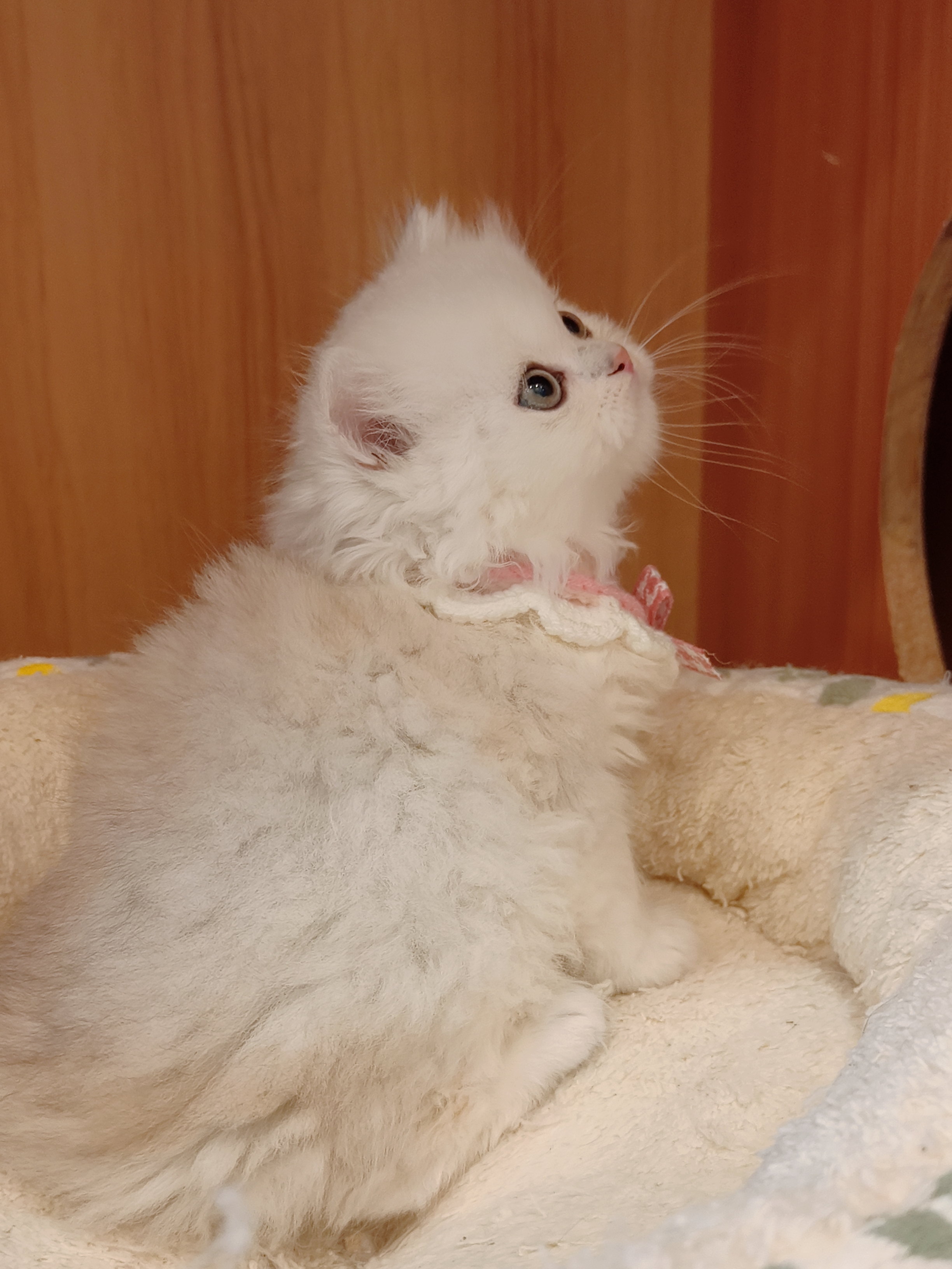 非常甜美的银渐层长毛,送套用品